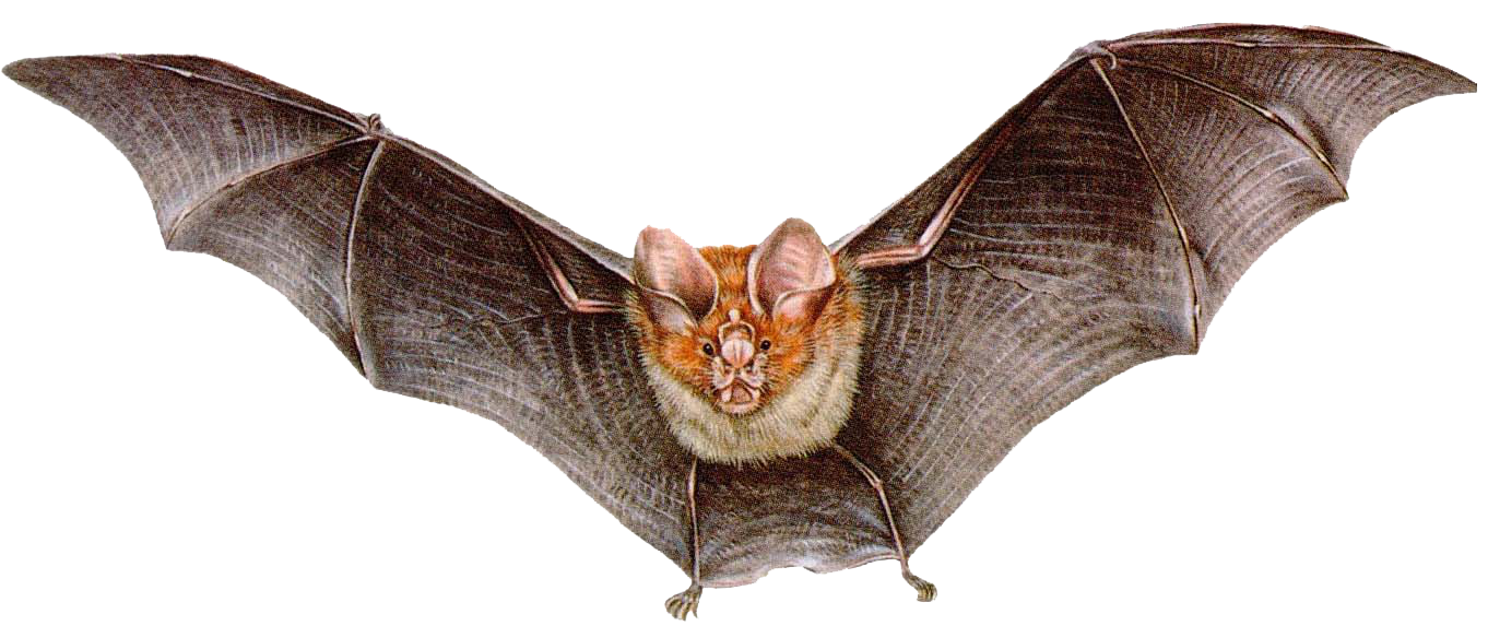 Dedetizadora de morcegos no Panamby