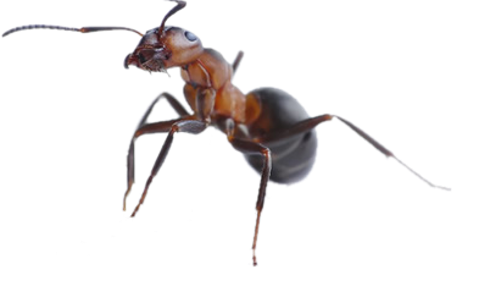 Dedetizadora de formigas no Pari