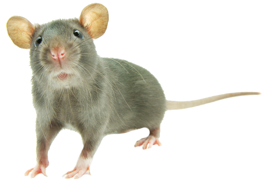 Dedetizadora de ratos na Raposo Tavares
